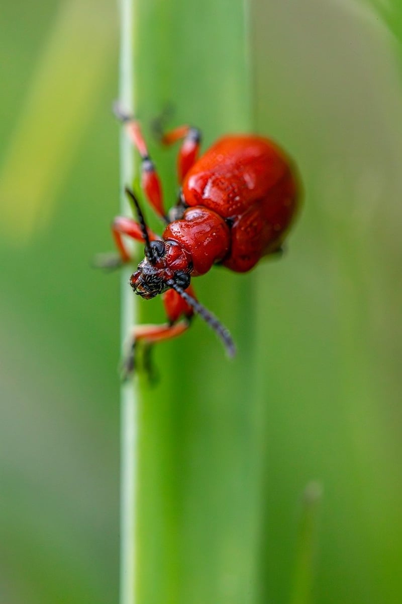 Pest and disease control