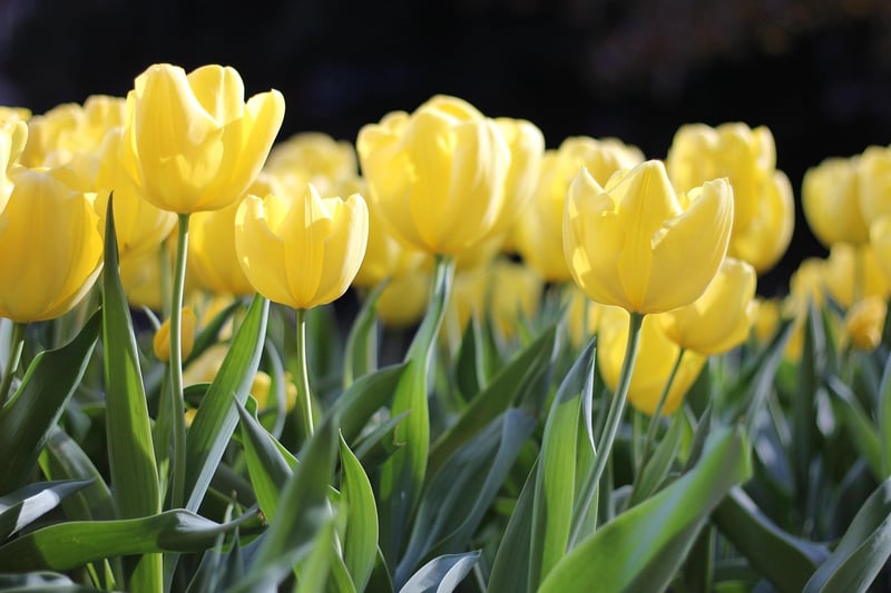 Seasonal blooms